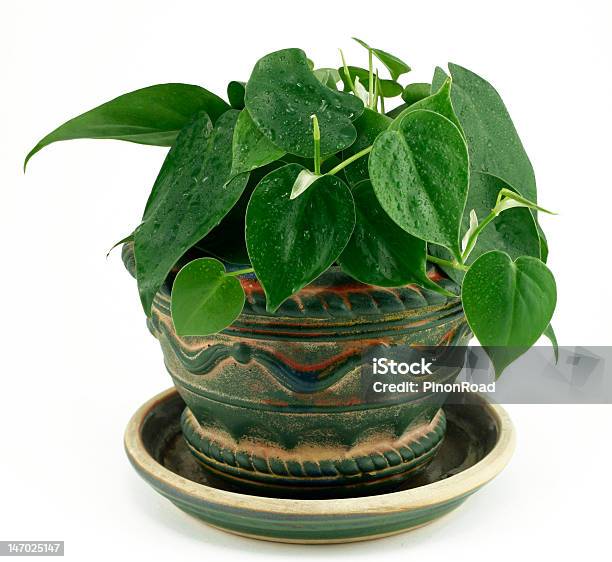 Philodendron Houseplant On White Background Stock Photo - Download Image Now - Philodendron, White Background, Ceramics