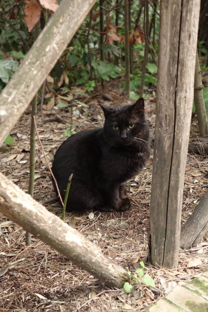 istock Wild cat at the park 1470253258