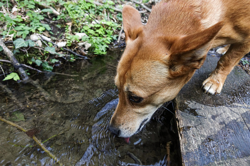 Dog drinking in a stream in the woods