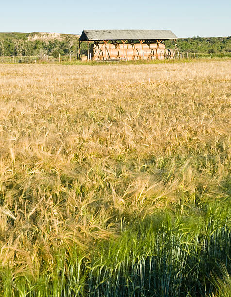 istock Wheatfield and hay storage shed in the summertime. 147025397