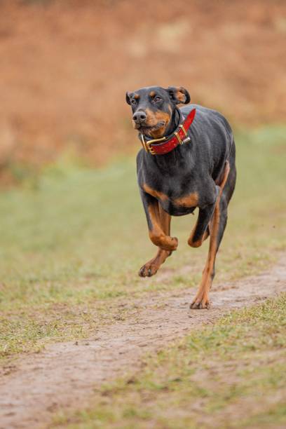 istock Vertical shot of a Dobermann on a pathway in a grassy land 1470254683
