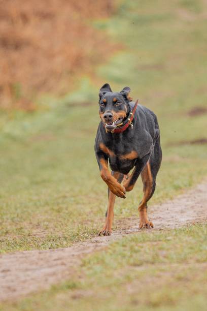 istock Vertical shot of a dobermann running in a grassy field 1470254698