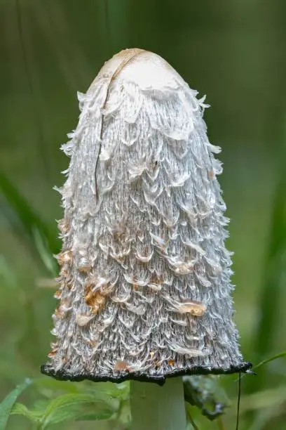 A closeup of a decaying shaggy ink cap mushroom (Coprinus comatus)