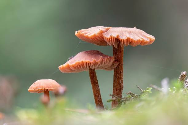 Closeup of some waxy laccaria mushrooms (Laccaria laccata) A closeup of some waxy laccaria mushrooms (Laccaria laccata) laccata stock pictures, royalty-free photos & images