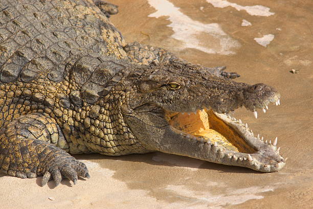 istock head of alligator 147025535