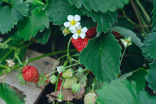 Flower and fruit on a strawberry plant