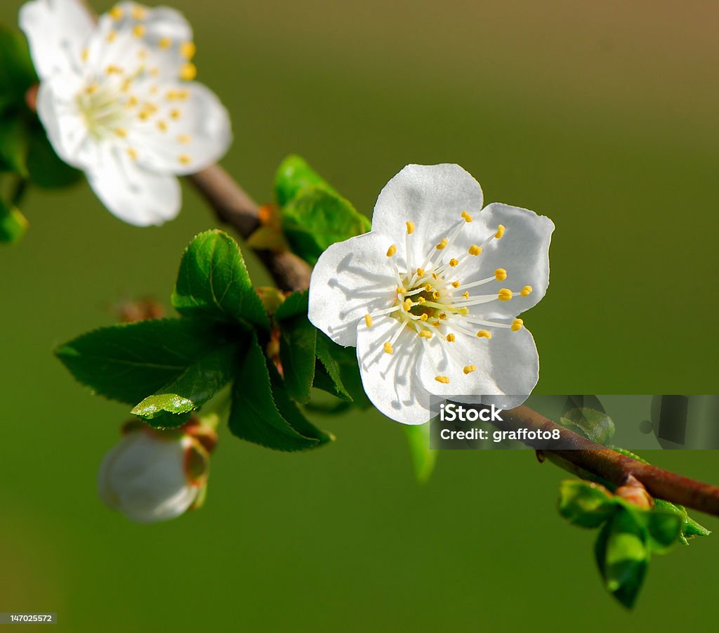 flower Dismissed flower of  fruit tree in  garden on  green background Backgrounds Stock Photo