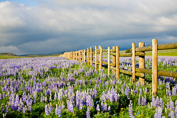 istock wildflowers in wyoming 147025585