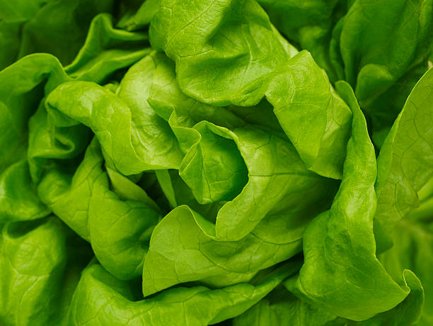 istock close-up view of a cos lettuce 147025628