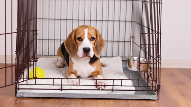 Cute beagle dog lies in an open cage