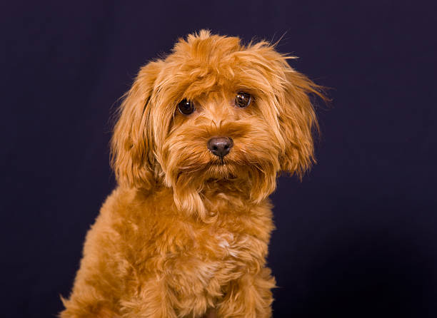 istock Portrait of a puppy 147025650