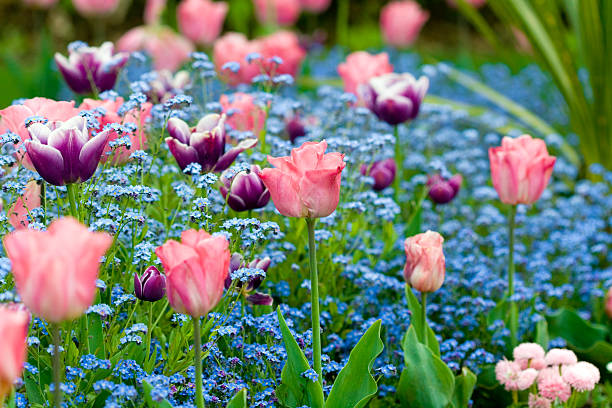 Tulips stock photo