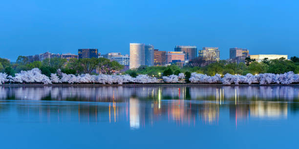 Rosslyn, VA with cherry blossom reflecting in Tidal Basin