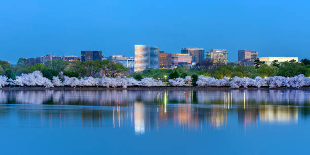 Rosslyn, VA with cherry blossom reflecting in Tidal Basin stock photo