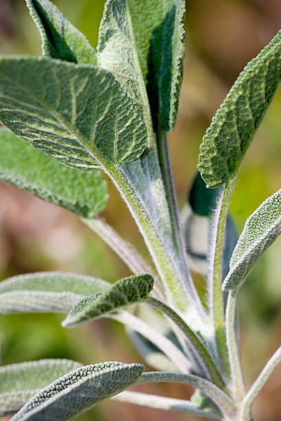 Salvia Officinalis stock photo