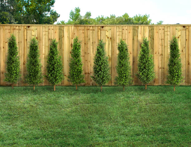 Empty backyard with green grass trees and wood fence