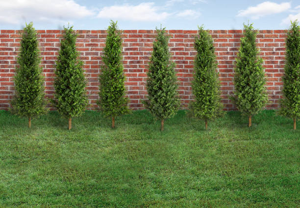Empty backyard with green grass, trees and red brick fence
