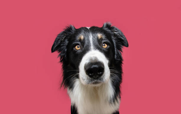 istock serious and attentive border collie dog looking at camera. Isolated on pink backgorund 1470260049