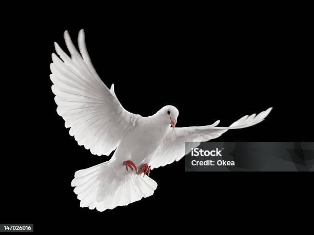 Dove Fliegen Stockfoto und mehr Bilder von Zuchttaube - Zuchttaube, Weiß, Fliegen