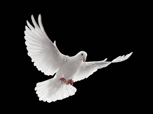 paloma blanca volando - paloma blanca fotografías e imágenes de stock