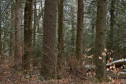 Forest landscape with fallen, snow-dusted tree at far right. In a nature preserve in northwest Connecticut, which is more like Vermont than the rest of the highly urbanized state. Composed mostly of eastern hemlocks and eastern white pines, this forest is known to have some of the oldest and largest trees in New England.