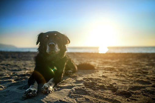 Old dog is resting on the beach at sunset.