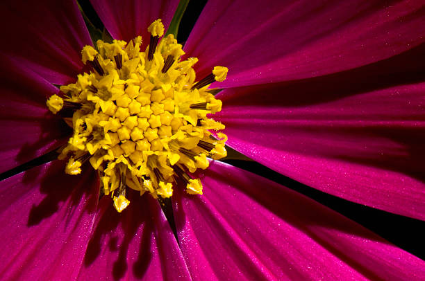 Macro Cosmos stock photo