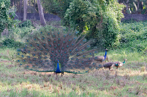 The peafowl is native to India and significant in its culture. In Hinduism, the Indian peacock is the mount of the god of war, Lord Kartikeya, and the warrior goddess Kaumari, and is also depicted around the goddess Santoshi.[31] During a war with Asuras, Kartikeya split the demon king Surapadman in half. Out of respect for his adversary's prowess in battle, the god converted the two halves into an integral part of himself. One half became a peacock serving as his mount, and the other a rooster adorning his flag. The peacock displays the divine shape of Omkara when it spreads its magnificent plumes into a full-blown circular form.[32] Peacock feathers also adorn the crest of Lord Krishna, an avatar of Lord Vishnu, one of the trimurti.