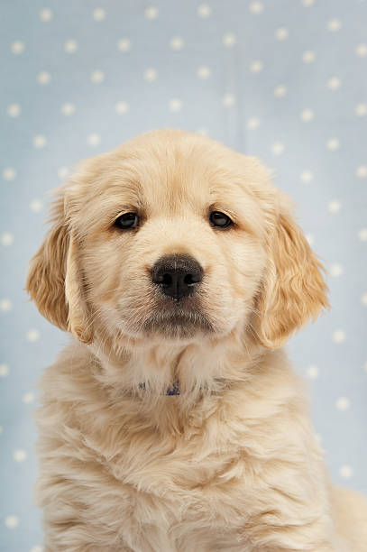 istock Golden Retriever Puppy on a blue and white spotted background 147026267