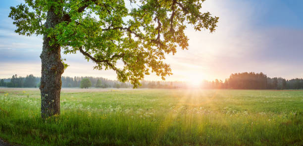 istock Old oak tree standing on the foggy field. 1470263346