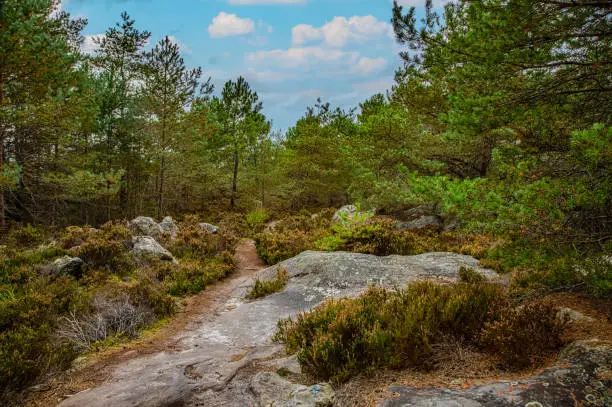 Specific landscape with rocks and forest in Fontainebleau Forest 60 km from Paris, France. The forest is close to Barbizon where it was a famous painting school and it is the most popular bouldering destination in the world.