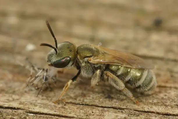 Detailed closeup on a colorful metallic green Mediterranean bronze furrow bee, Halictus species , sitting on wood