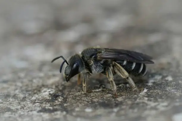 Detailed closeup on a Mediterranean female end banded furrow bee , Halictus sitting on wood