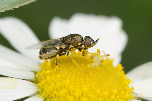 Natural closeup on the small flecked snout soldierfly, Nemotelus notatus, sitting on a common daisy, Bellis perennis