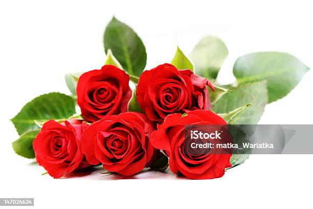 Rote Rosen Auf Weiß Stockfoto und mehr Bilder von Blume - Blume, Blumenbouqet, Blumenstrauß