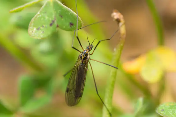 Selective focus on a Spotted Cranefly, Nephrotoma Appendiculata Crane Fly
