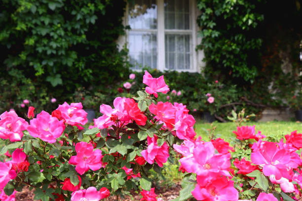 istock Cottage Window and Roses 1470267051