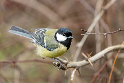 Great Tit (Parus major) spotted outdoors in Dublin, Ireland