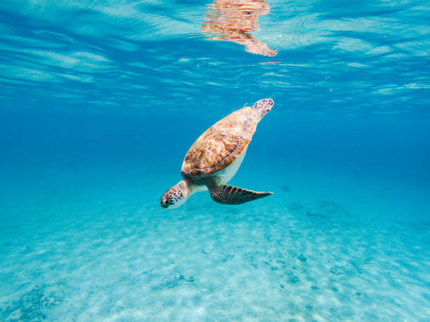 tartaruga verde - fish sand beach horizontal foto e immagini stock