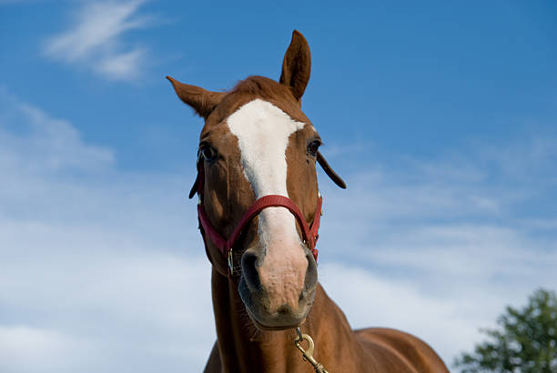 istock Closeup of Horse Face 147026989