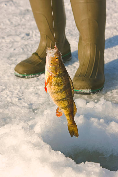 istock Perca flavescens, freshwater yellow perch 147027153