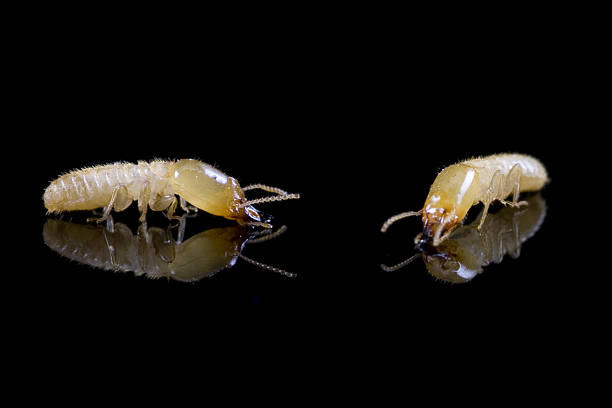 istock Close up of termites on black background 147027244