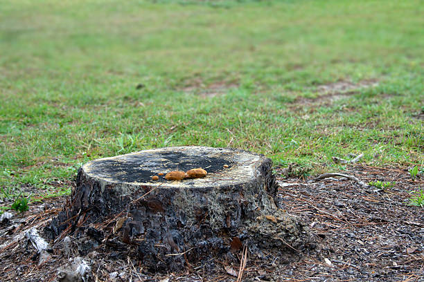 Stump of a Pine Tree stock photo