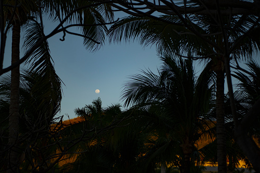 Moon over the palm trees.