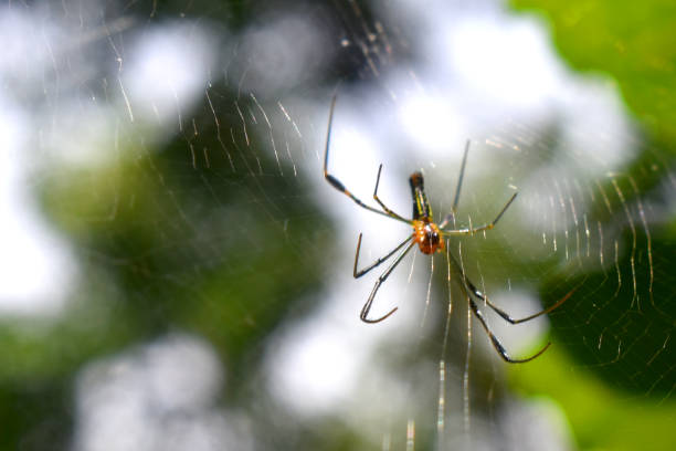 istock Upside-down of a black and yellow colour spider claims on spiderweb with a bokeh light and green nature blurred background. Wildlife in rainforest at Thailand. 1470273583