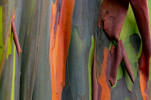 Rainbow Eucalyptus bark close-up for use as a background.