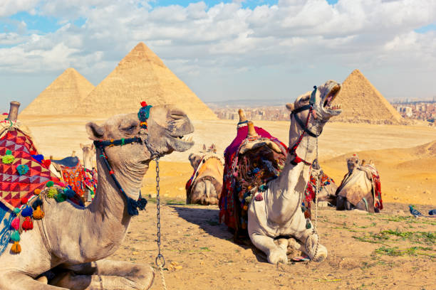 낙타는 기자의 대 피라미드 근처 언덕에 쉬고 있습니다. - egypt camel pyramid shape pyramid 뉴스 사진 이미지