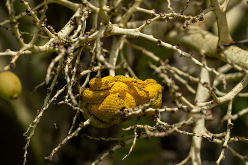 Yellow Eyelash Viper coiled and resting in a tree in a Costa Rican nature reserve.