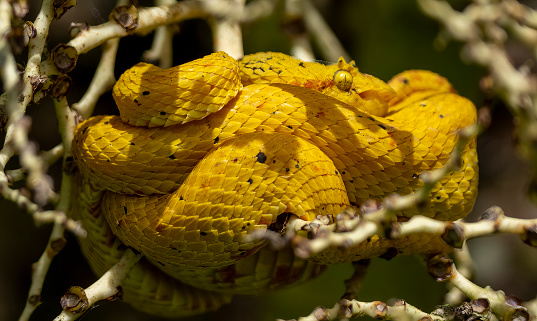 Yellow Eyelash Viper coiled and resting in a tree in a Costa Rican nature reserve.