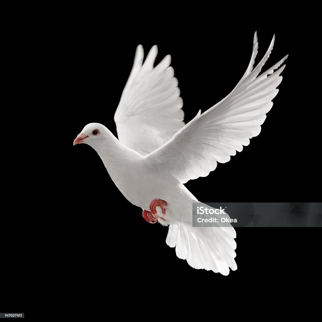 A Single White Pigeon Flying Against A Black Background Stock Photo -  Download Image Now - iStock